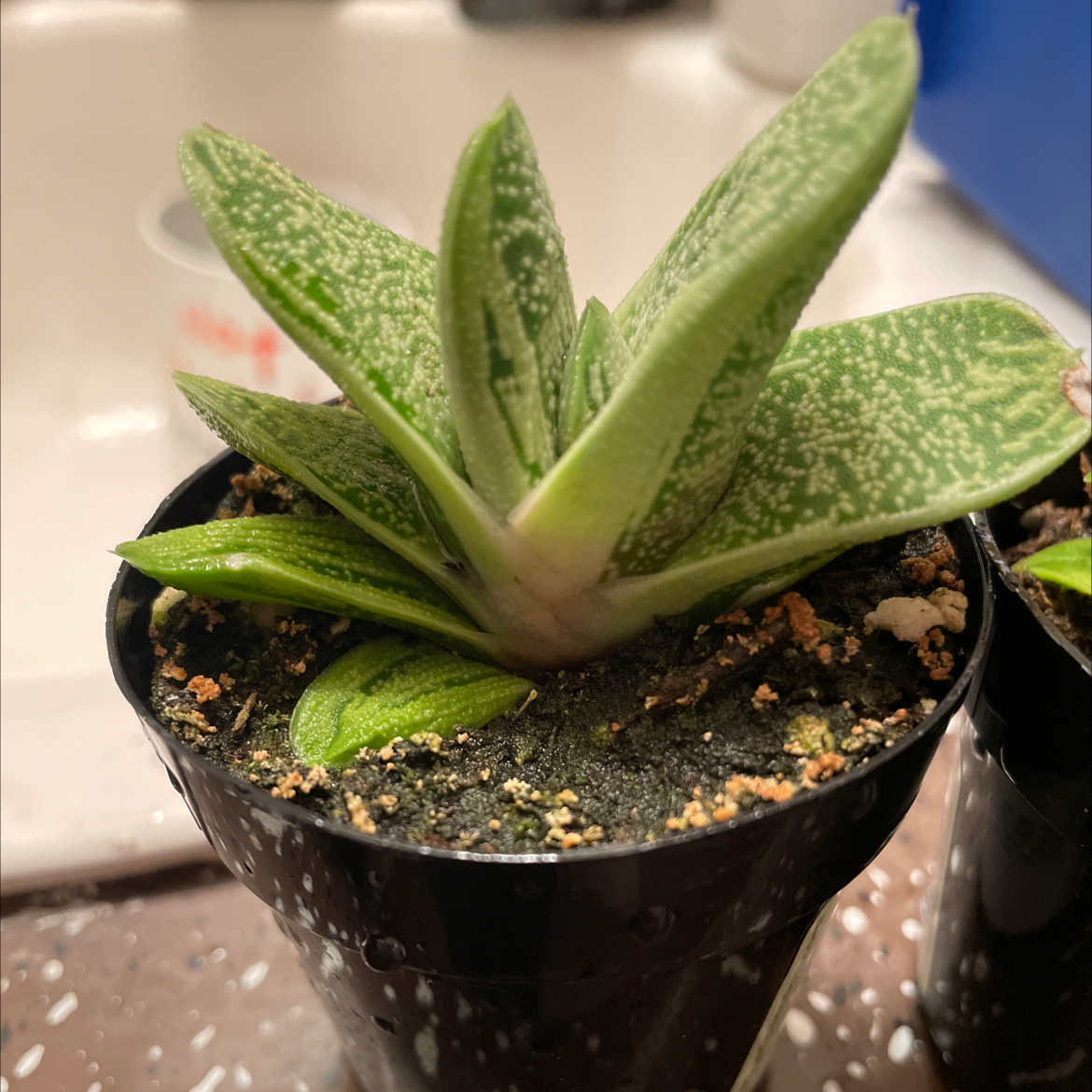 Photo of the plant species Gasteria 'Little Warty' by @AmityAmor named Toad on Greg, the plant care app