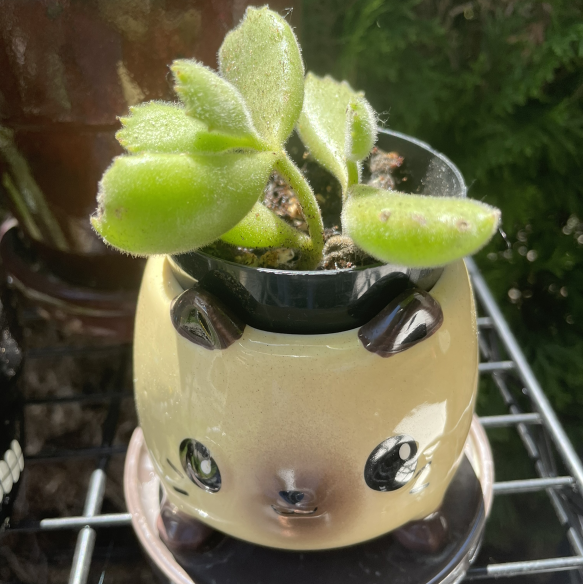 Bear's Paw plant photo by @AmityAmor named Keenai on Greg, the plant care app.