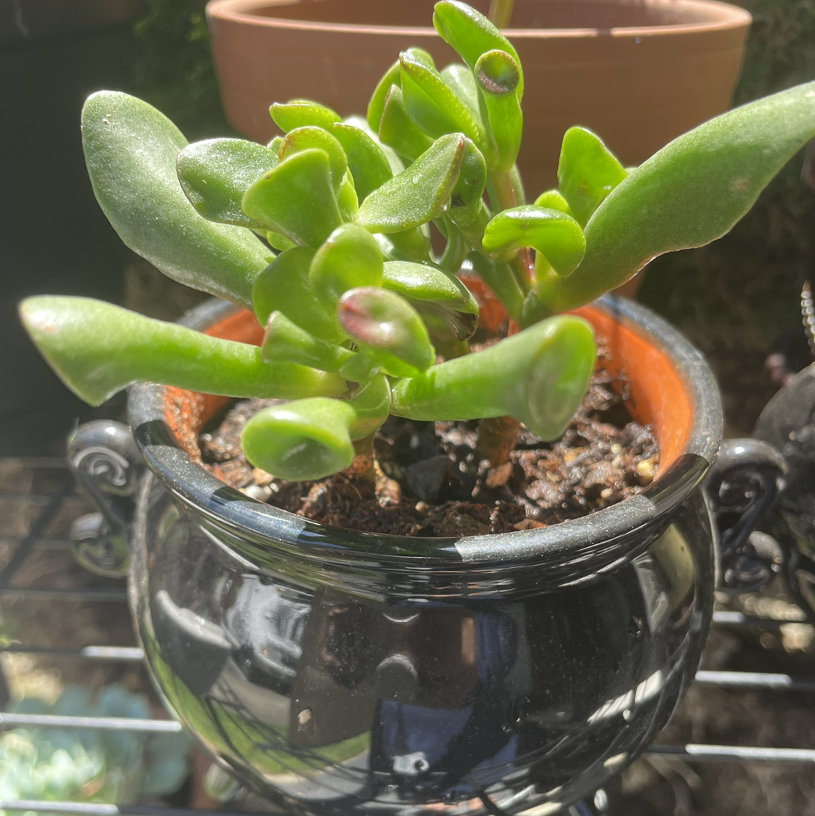 Lucky Plant plant photo by @AmityAmor named Wic on Greg, the plant care app.