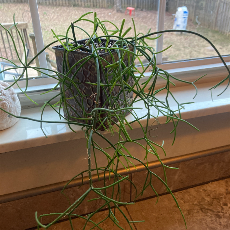Mistletoe Cactus in a pot on a windowsill with green stems and no visible signs of disease.