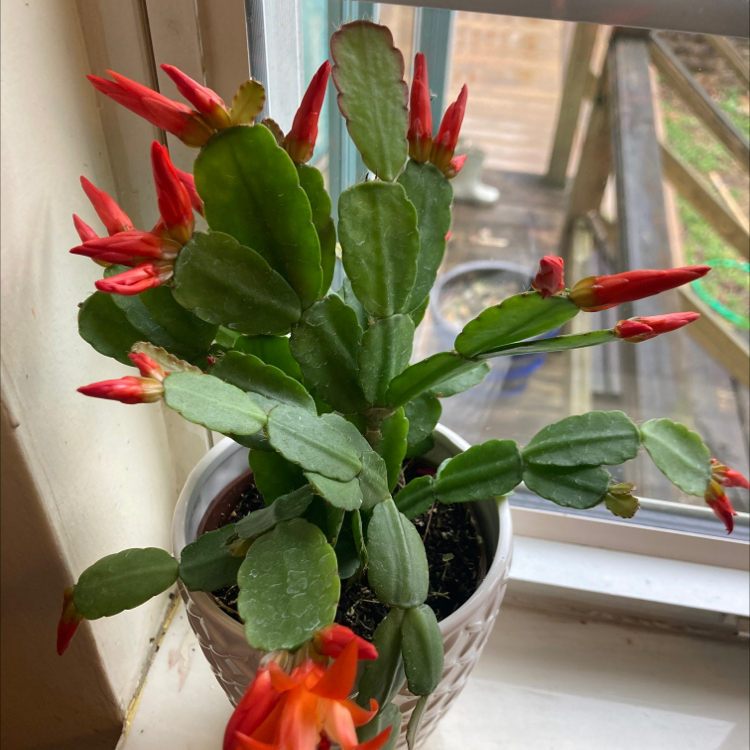 Easter Cactus in a white pot on a windowsill with vibrant red flowers and green leaves.