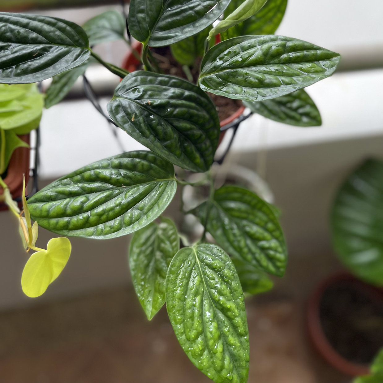 Monstera pinnatipartita plant photo by @aserysenpai named Peru on Greg, the plant care app.