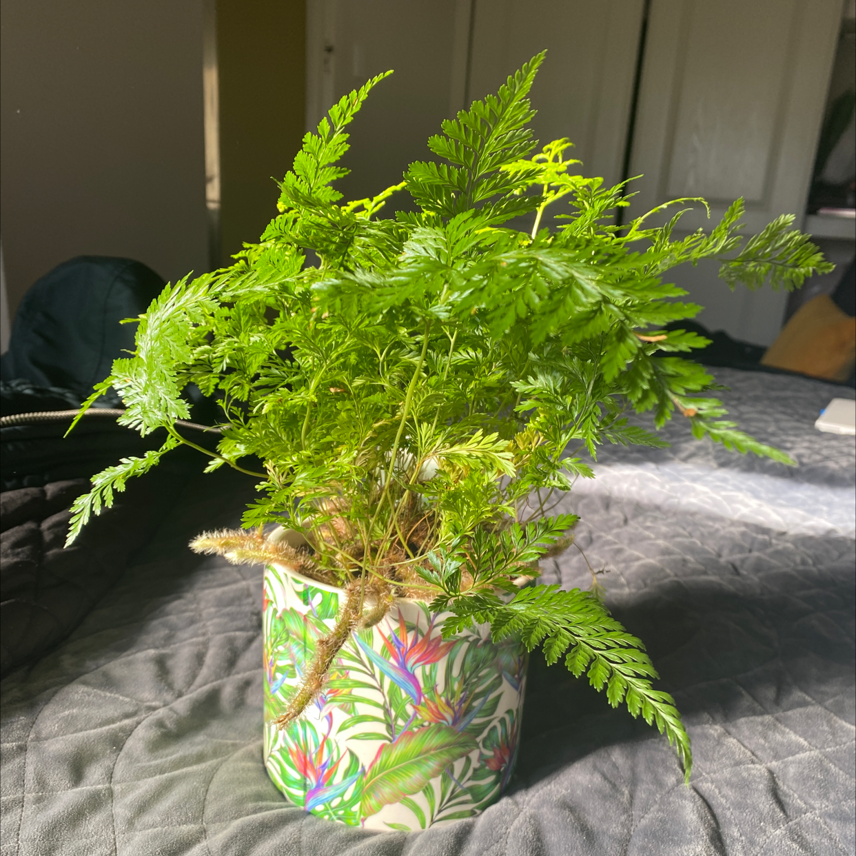 Photo of the plant species Hen and Chicken Fern by @helena_ named Evangeline on Greg, the plant care app