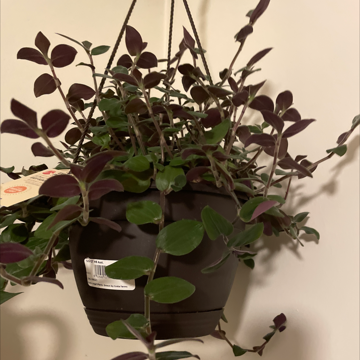 Hanging plant with dark purple and green leaves, identified as Baby Bunny Bellies.