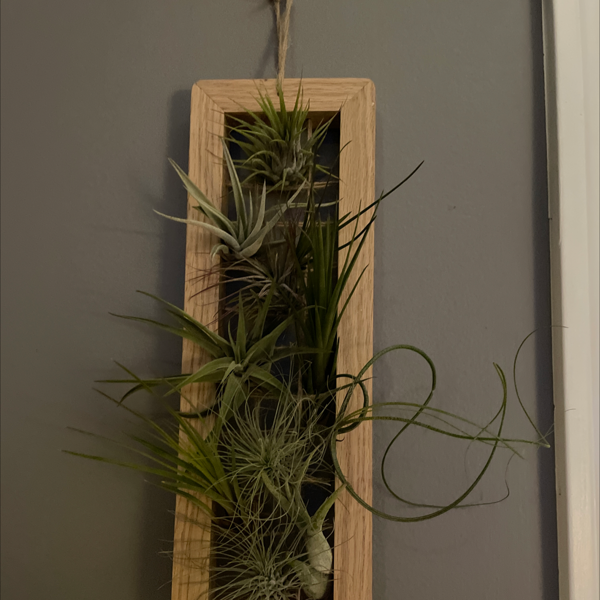 Spreading Airplant mounted in a wooden frame hanging on a wall.