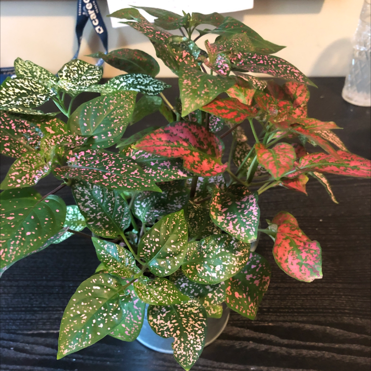 Polka Dot Plant plant photo by Lauren named Your plant on Greg, the plant care app.
