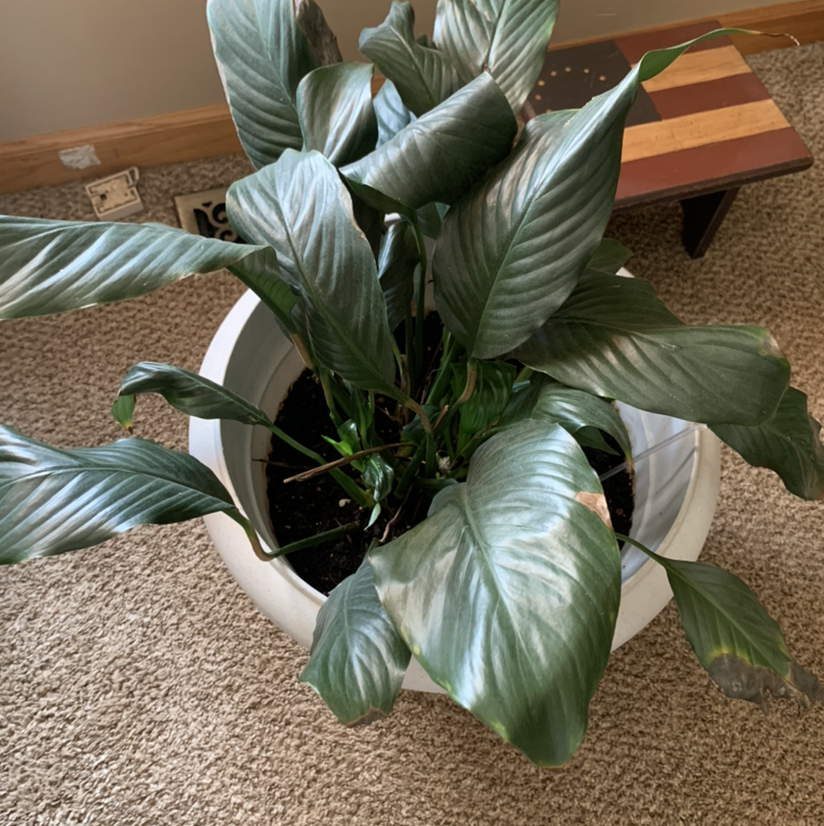 Peace Lily plant photo by Jane named peace lily on Greg, the plant care app.