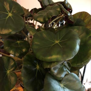 Beefsteak Begonia plant photo by @BeeBalm named Connie on Greg, the plant care app.