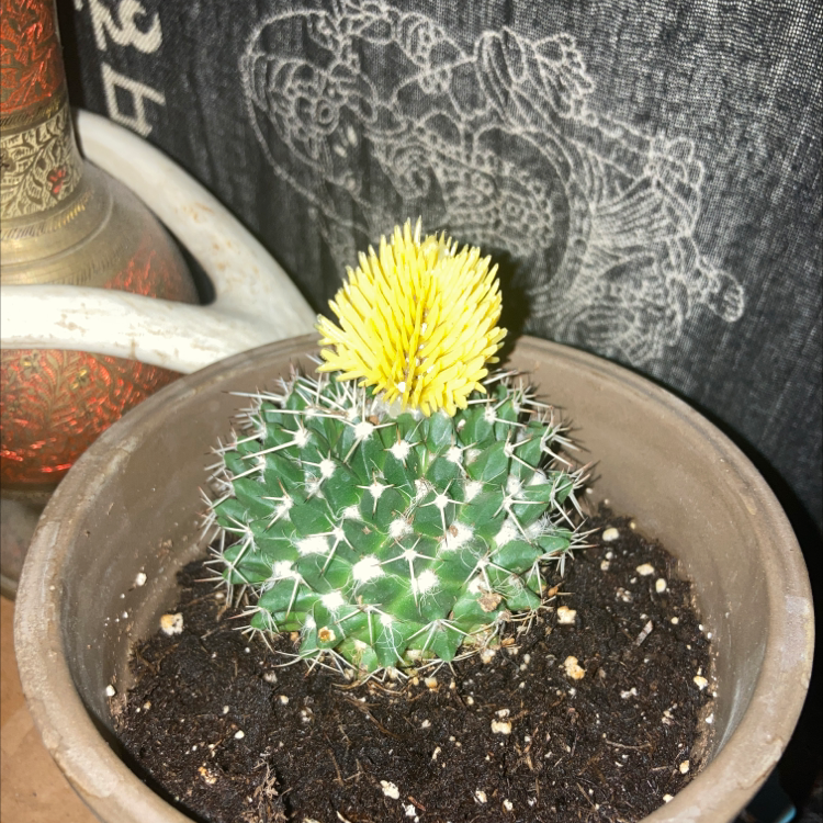 Mammillaria Uncinata cactus in a pot with a yellow bloom, healthy appearance.