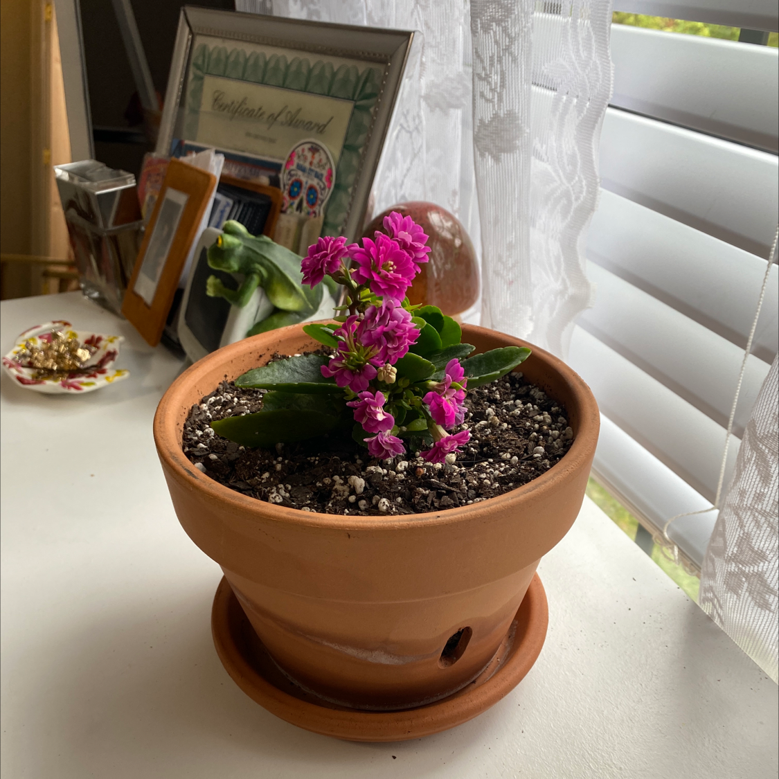 Florist Kalanchoe plant photo by @emersonjames named Beethoven on Greg, the plant care app.