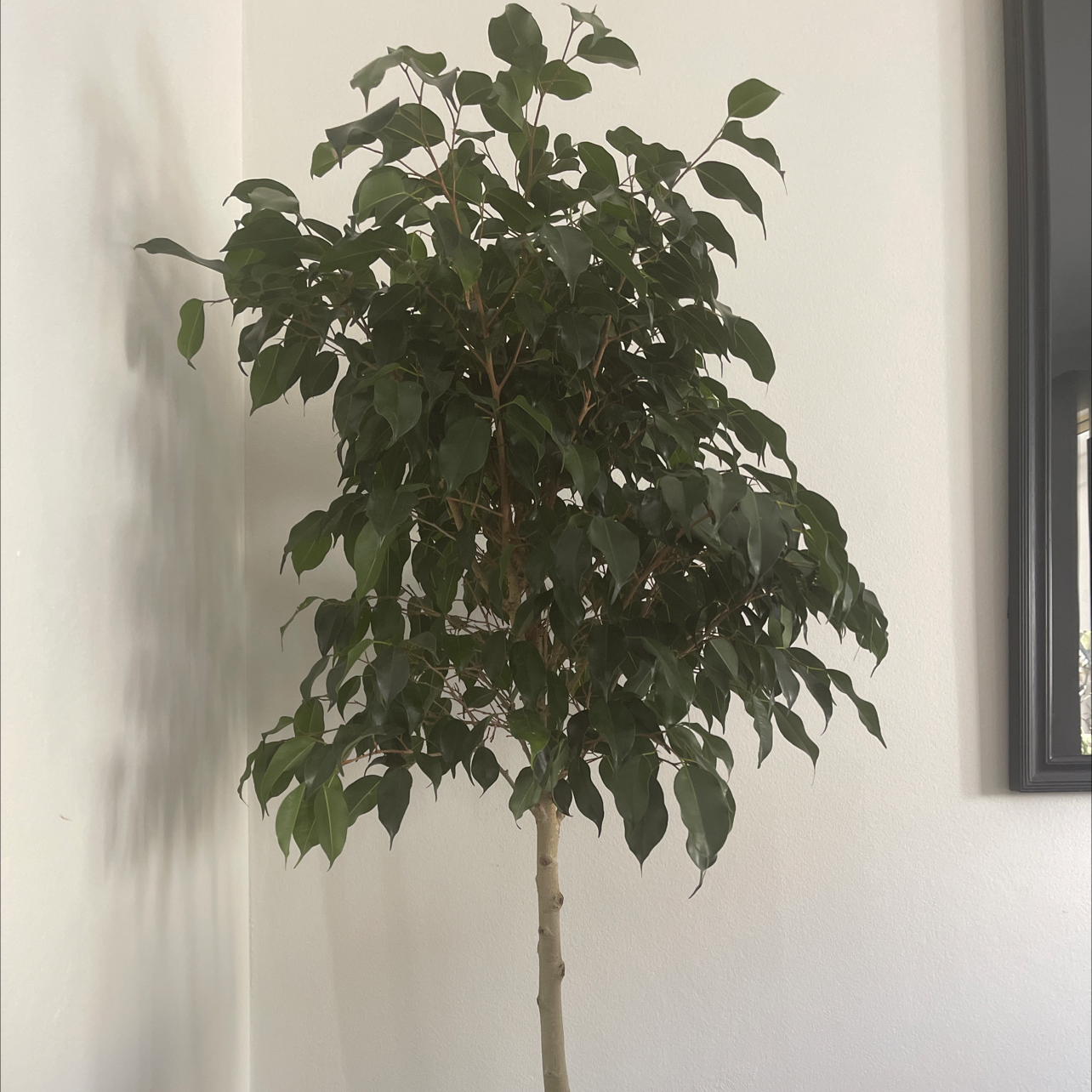 Healthy weeping fig plant with lush green foliage, slight yellowing on some lower leaves, against plain white wall background.