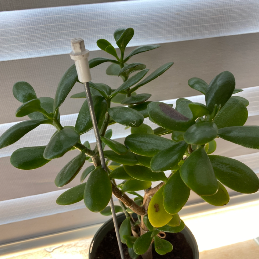 Lucky Plant plant photo by @Mizzdebe named Money tree on Greg, the plant care app.