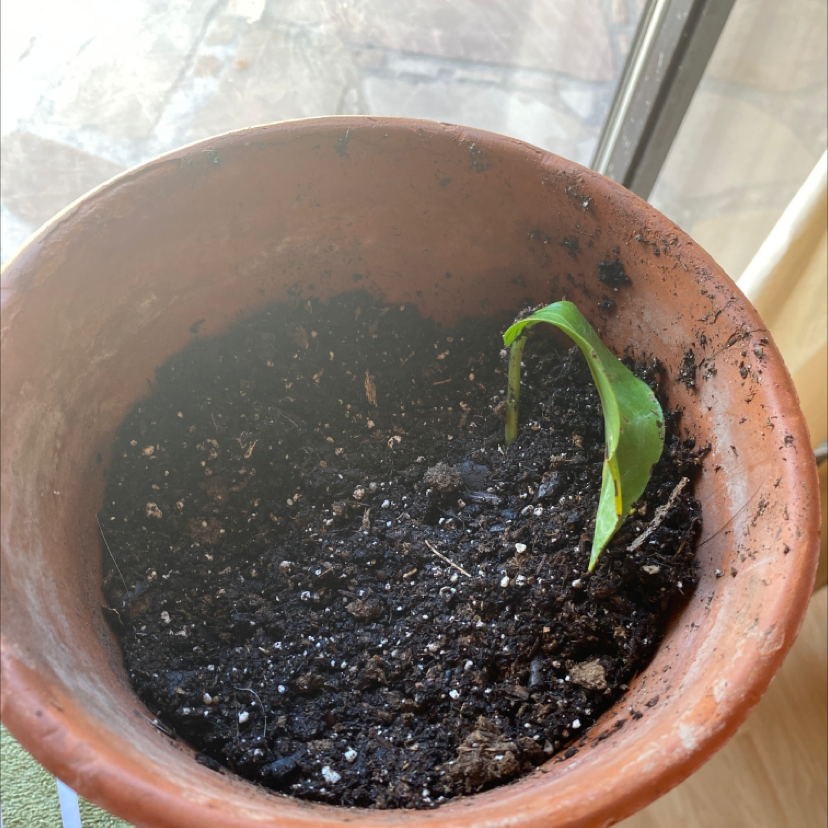 Taro Vine plant photo by @LucilleSnow named Lady Rainacorn on Greg, the plant care app.