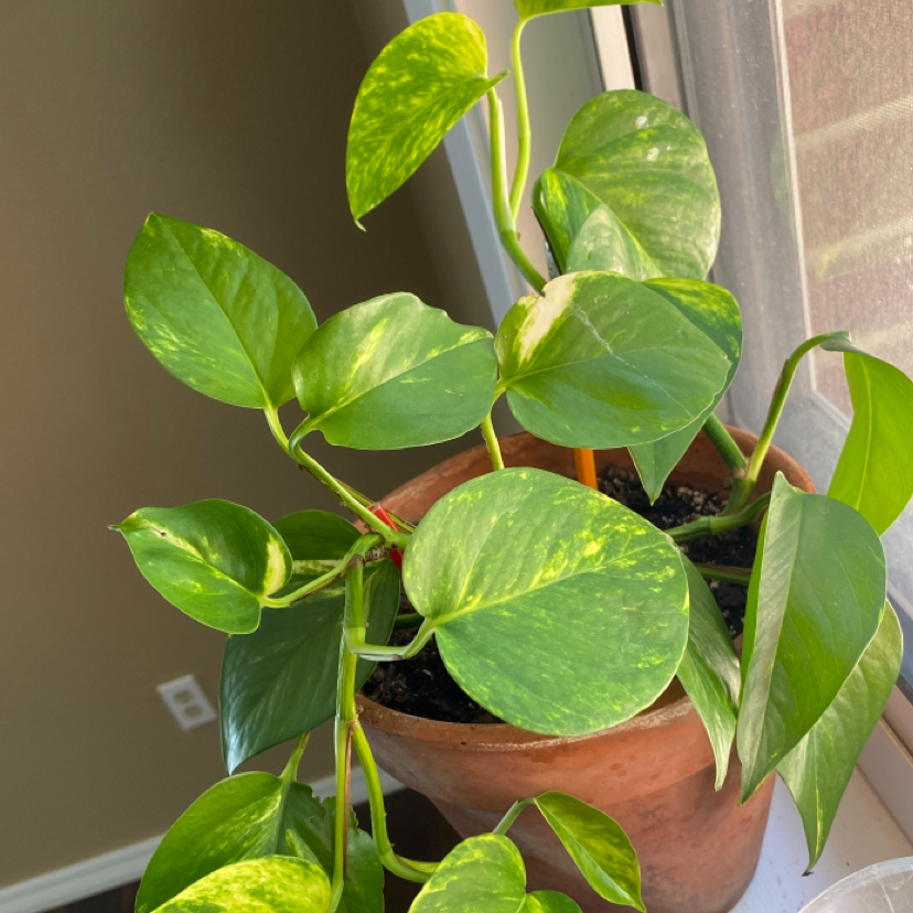 Taro Vine plant photo by @LucilleSnow named Lady Rainacorn 🌈🦄 on Greg, the plant care app.