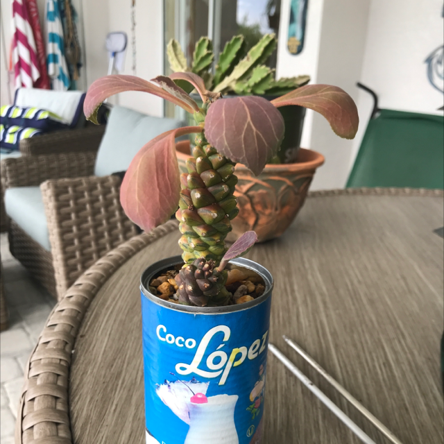 Photo of the plant species rich eye gold by Charlie named Rocky on Greg, the plant care app