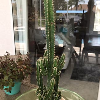 Fairy Castle Cactus plant in Port Charlotte, Florida