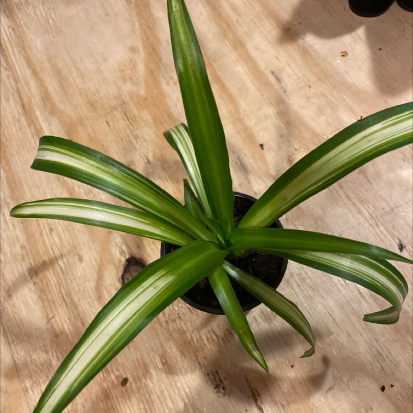Spider Plant plant photo by Audrey named greg on Greg, the plant care app.