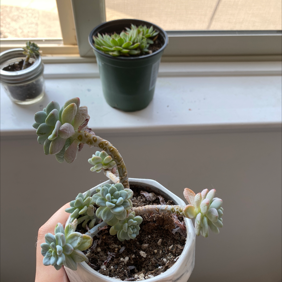 Photo of the plant species Sedum clavatum by Emma named Figyonce on Greg, the plant care app