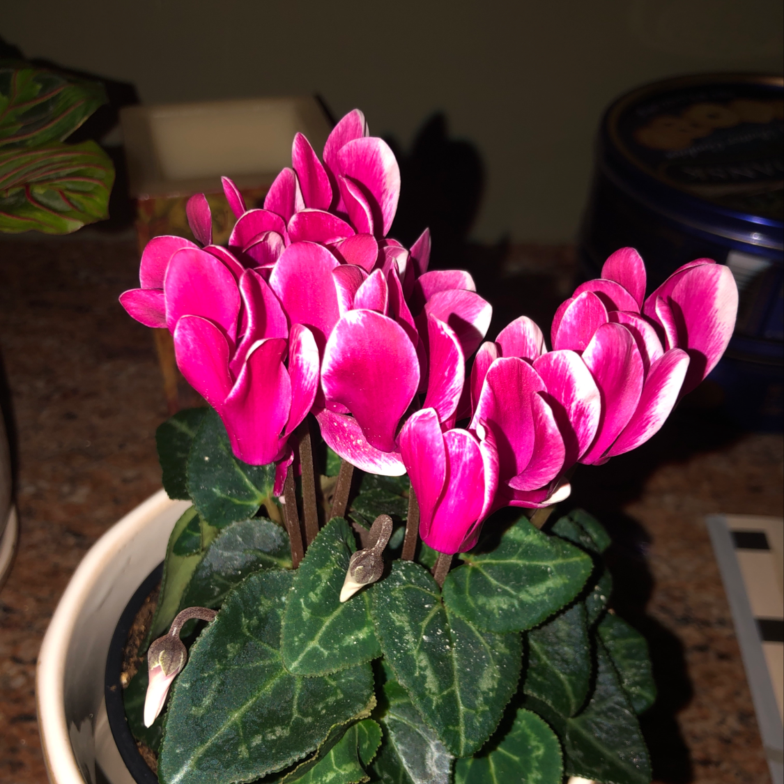 A potted Persian cyclamen plant in full bloom with numerous vibrant pink flowers with white borders and centers, and healthy green foliage.