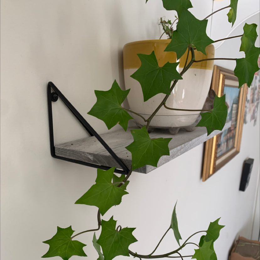 Cape Ivy plant with green leaves in a pot on a shelf.