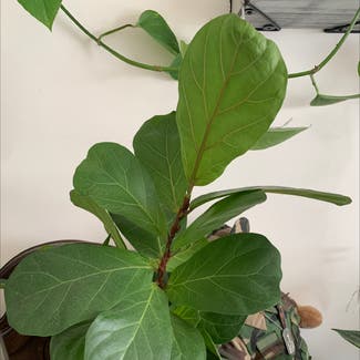 Fiddle Leaf Fig plant in Middletown, Delaware