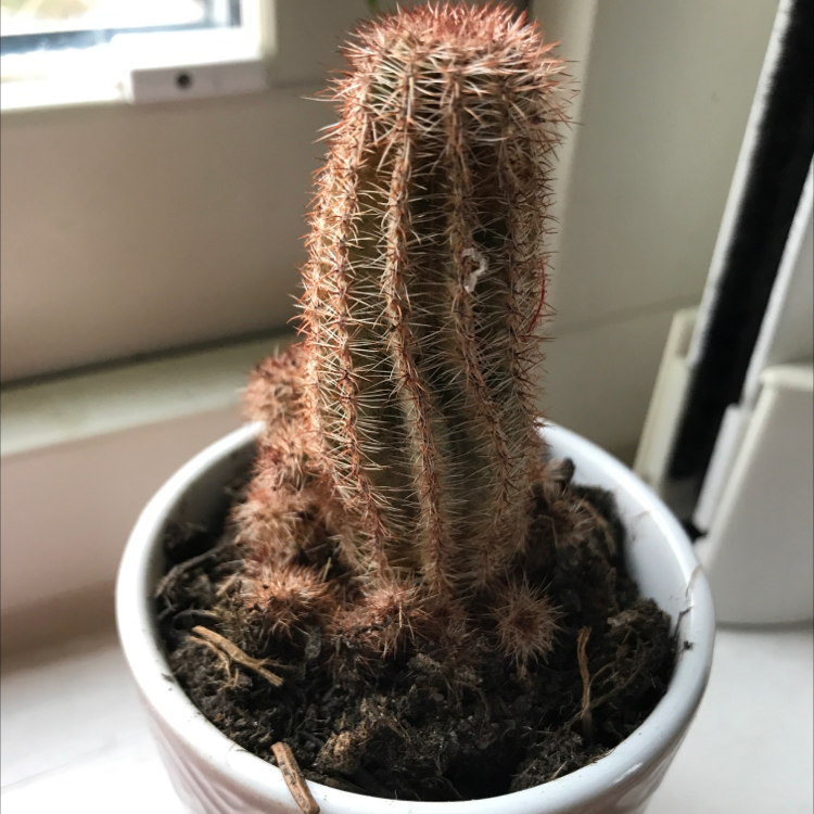A small Saguaro cactus in a pot with visible browning and soil.