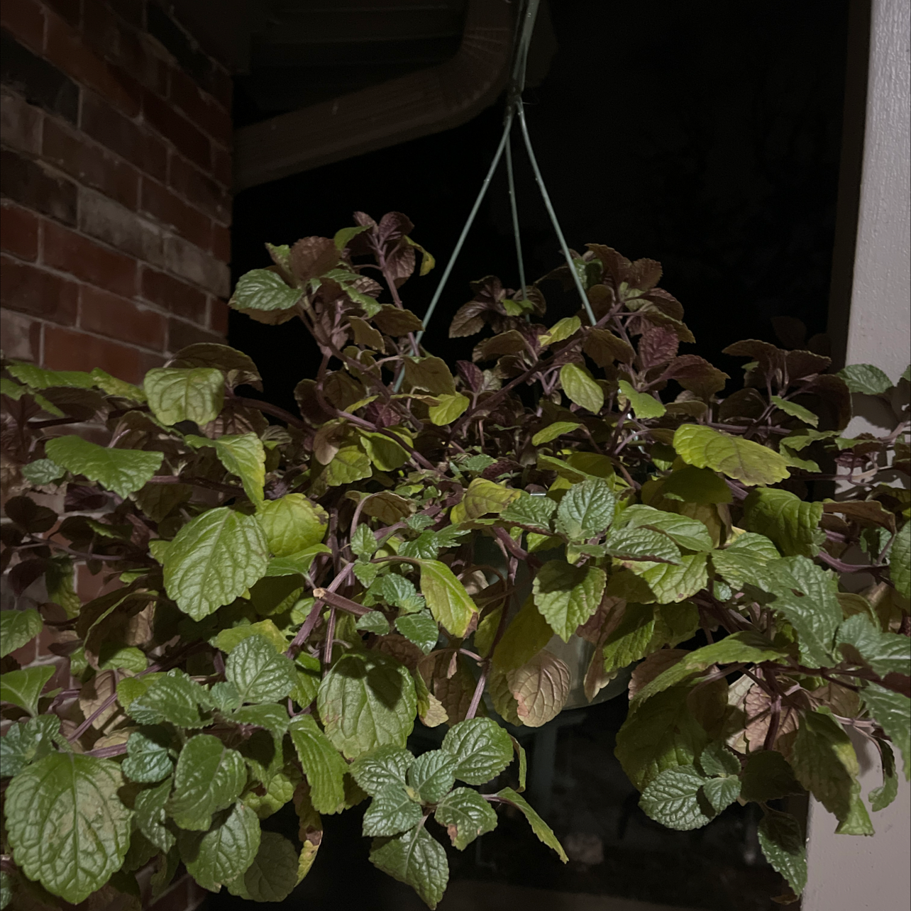 White-Edged Swedish Ivy hanging in a shaded area with some yellowing and browning leaves.
