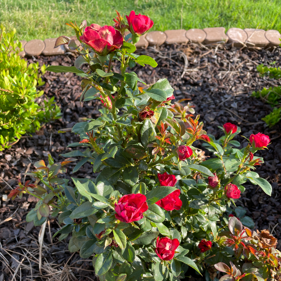 Beach Rose plant with vibrant red flowers, healthy leaves, and visible soil.