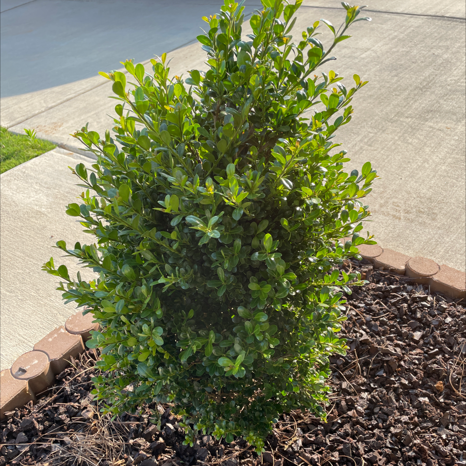 Common Boxwood Problems