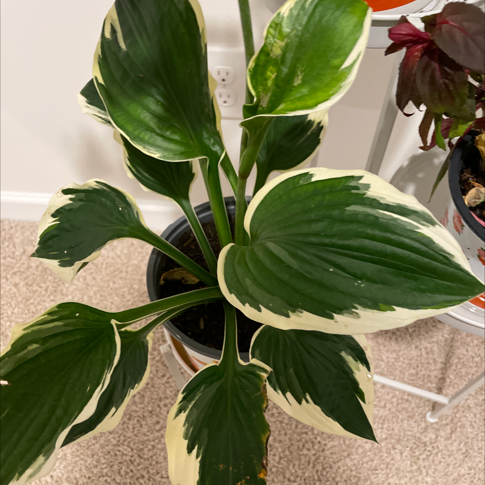 Hosta sieboldii plant with variegated leaves in a pot, well-framed and healthy.
