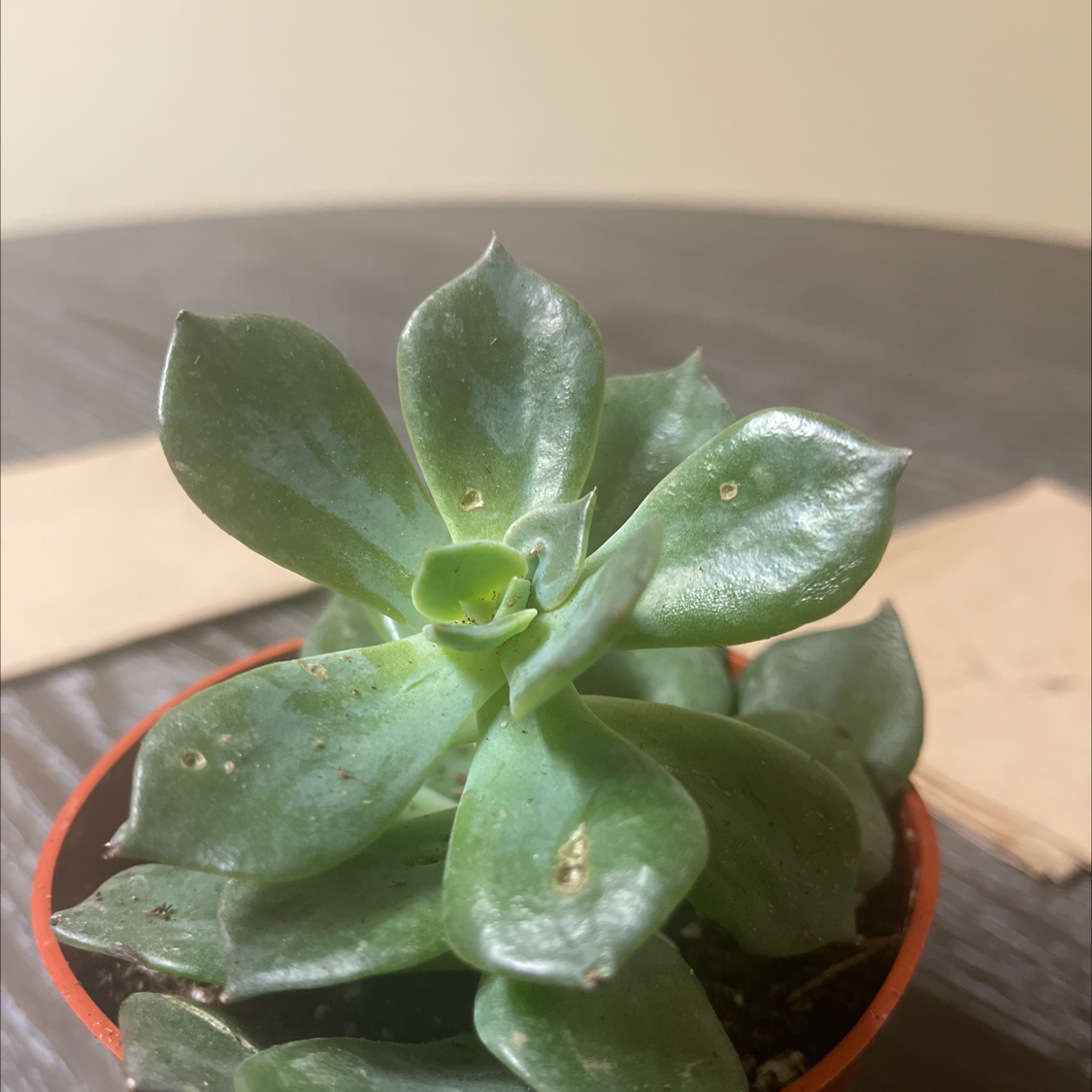 Blue Echeveria plant in a small pot with minor leaf damage.