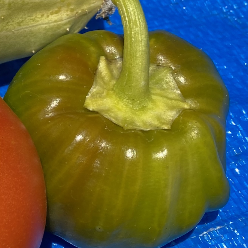 Pepper Plant plant photo by @Athielos21 named Marley on Greg, the plant care app.