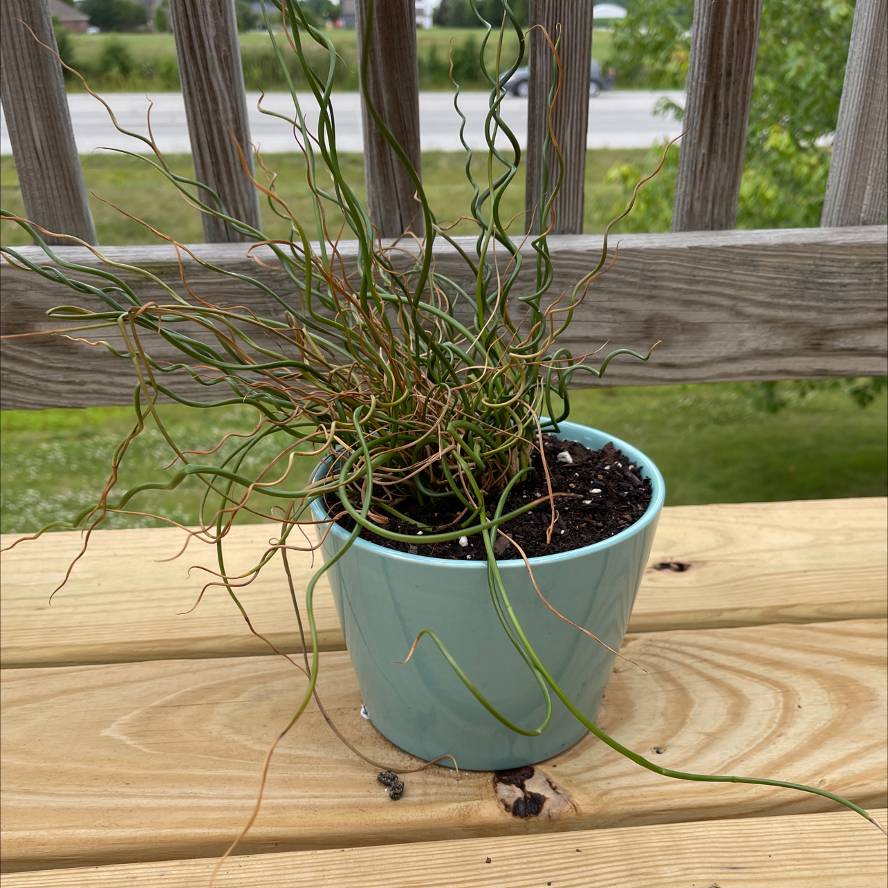 Potted Common Rush plant with some browning leaves on a wooden surface.