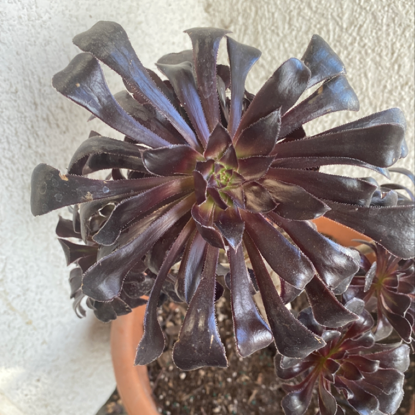Tree Aeonium plant with dark, fleshy leaves in a rosette pattern in a pot with visible soil.