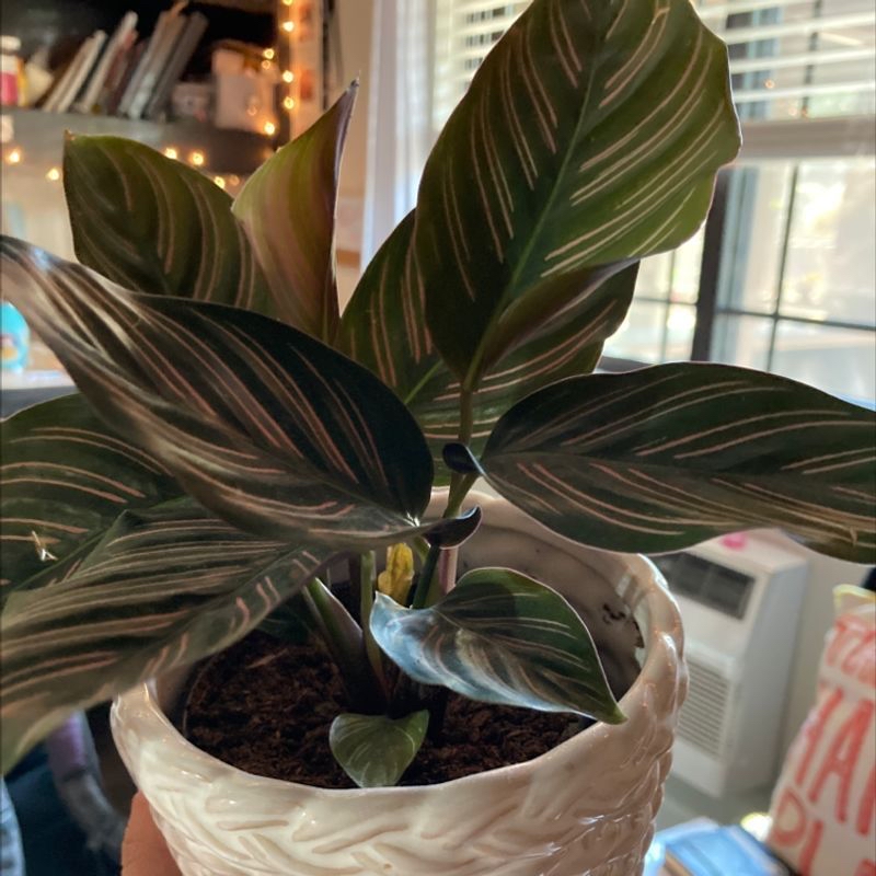 Pinstripe Calathea plant in a white pot with dark green leaves and white stripes, placed near a window.