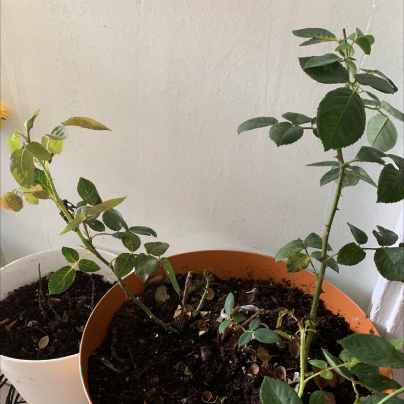 Photo of the plant species Tiffany Rose by K named Your plant on Greg, the plant care app