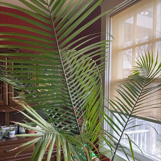 Majesty Palm plant in Lancaster, Pennsylvania
