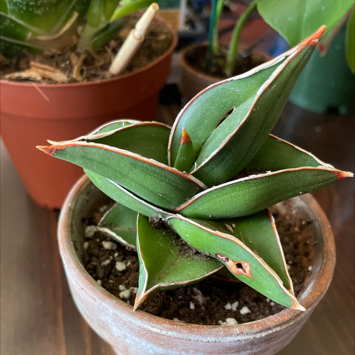 Red Pagoda succulent plant in a small pot with vibrant green leaves and red edges.