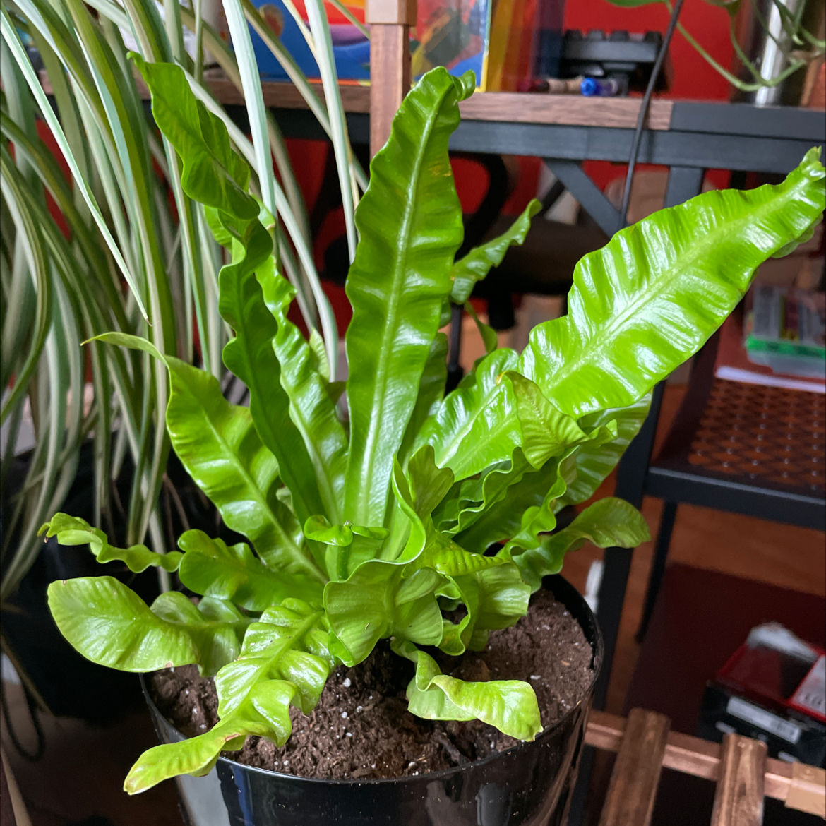 Healthy Hart's Tongue Fern with vibrant green leaves in a pot.