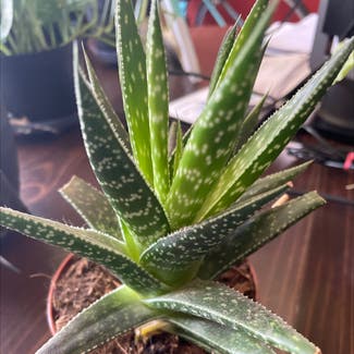 Aloe Vera plant in Lancaster, Pennsylvania