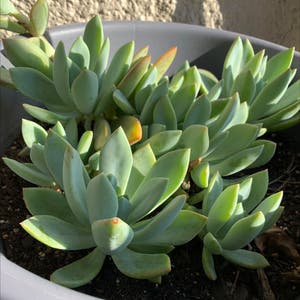 Echeveria 'Orion' plant photo by Lounie named Plantie on Greg, the plant care app.
