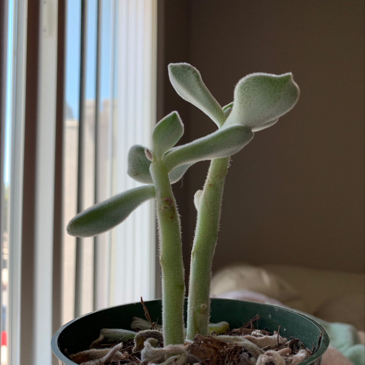 White Chenille Plant plant photo by @lounie named Peach on Greg, the plant care app.