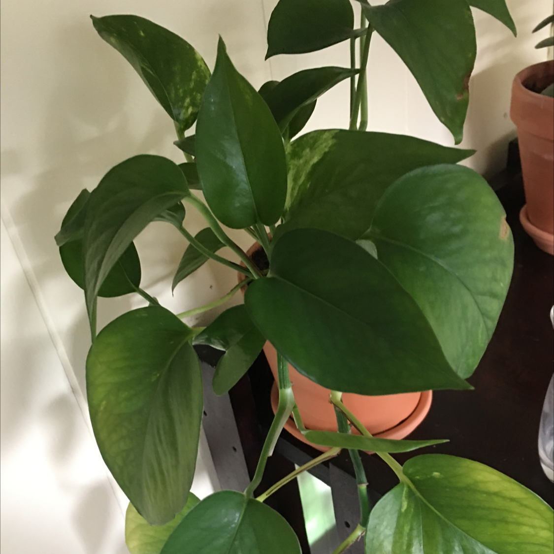 Jade Pothos plant photo by @troby88 named Porthos on Greg, the plant care app.