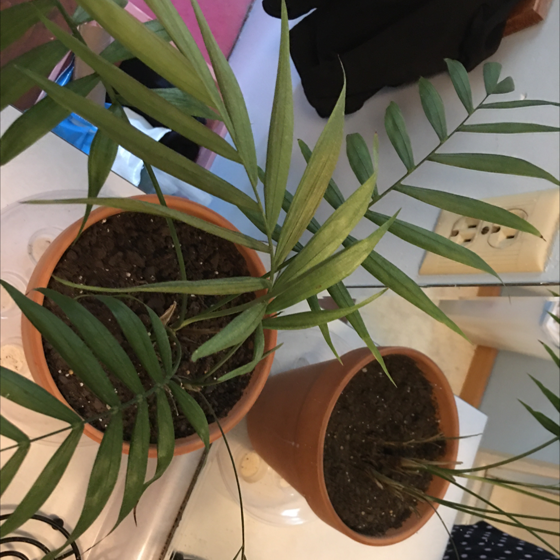 Parlour Palm plant photo by @troby88 named Floofy on Greg, the plant care app.