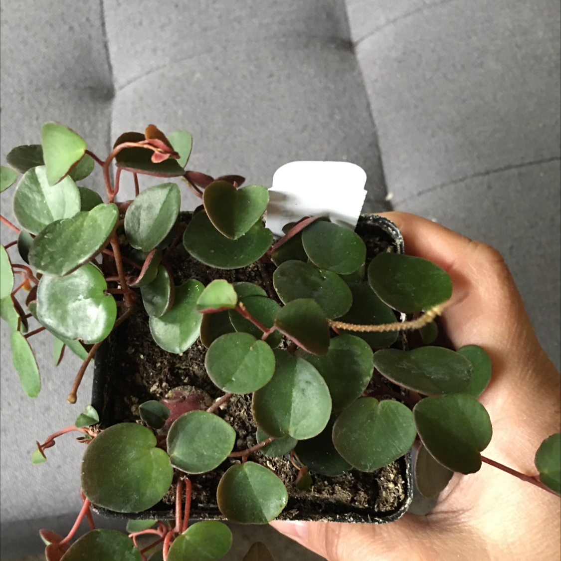 Hands holding up a healthy Peperomia prostrata plant in a white pot, showing off the plant's glossy round leaves on trailing red stems.