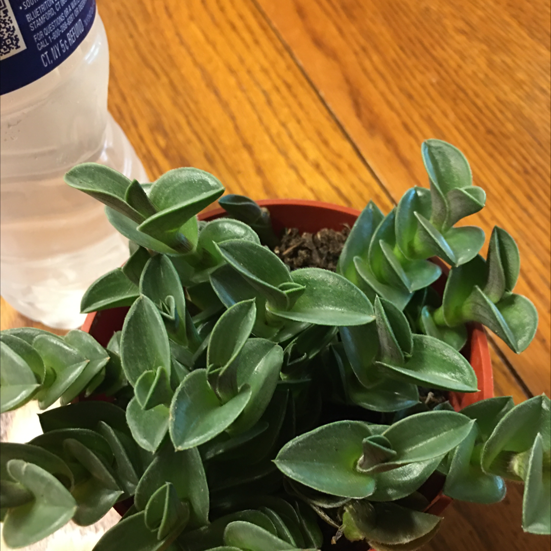 Healthy vining peperomia plant with lush green heart-shaped leaves growing in a small red pot, no signs of discoloration or damage.