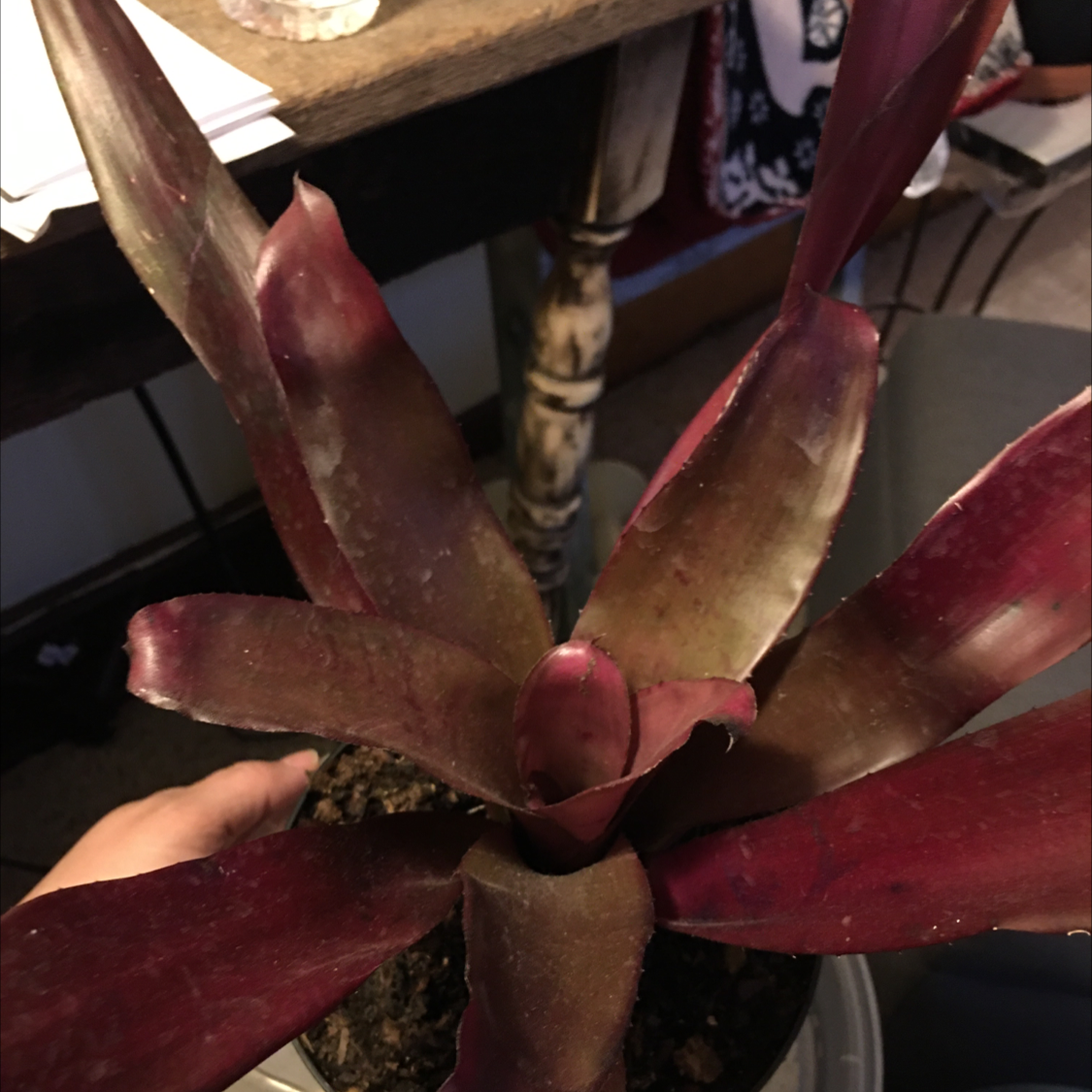 Flaming Sword Bromeliad with dark red leaves, visible soil, and a hand holding the plant.