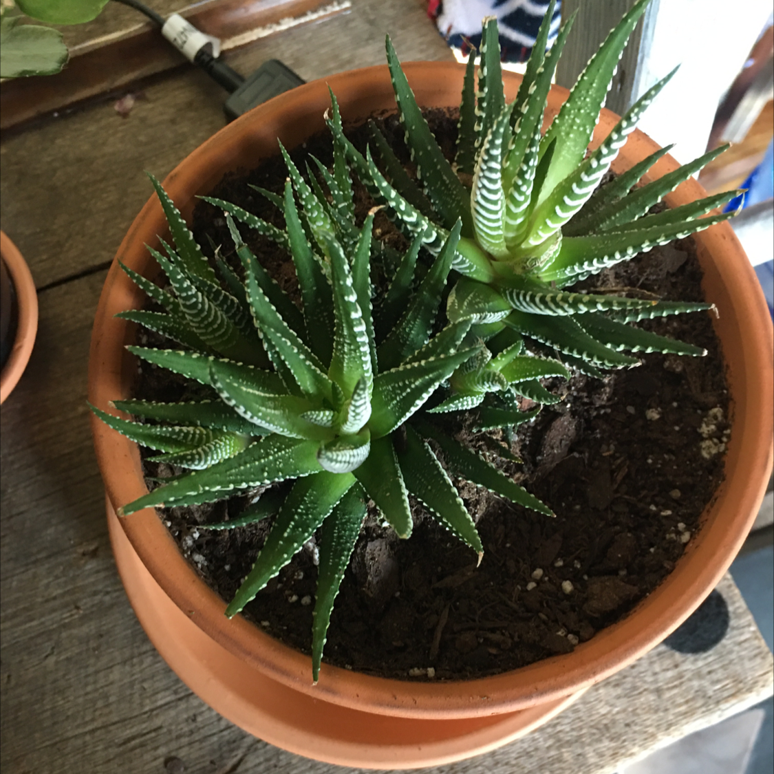 Zebra Plant plant photo by @troby88 named Zebulon on Greg, the plant care app.