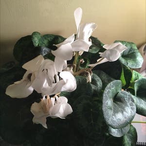 Persian Cyclamen plant photo by @troby88 named Cece on Greg, the plant care app.