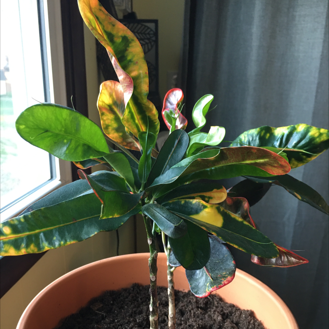 Croton 'Petra' plant photo by @troby88 named Petra on Greg, the plant care app.